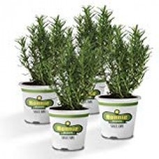 Fresh Rosemary